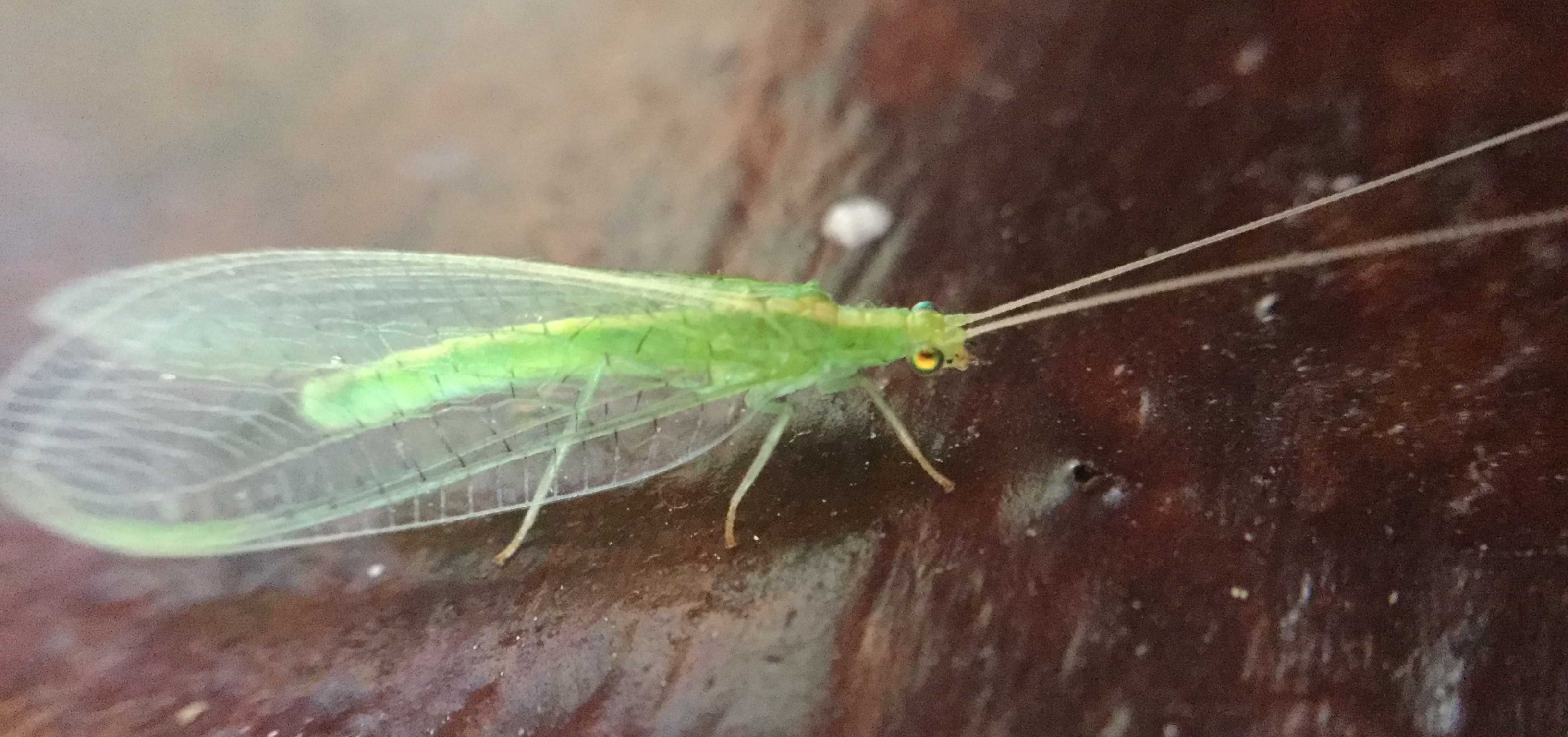 A green lacewing with very long antennae and intricate, oval-shaped wings.