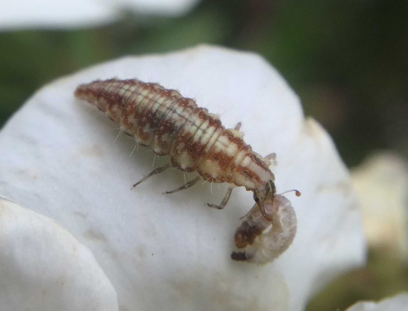 Photo of a small pink bug with red markings running down it's long body. Its head ends in two pincer-like claws that are holding a pale grub.