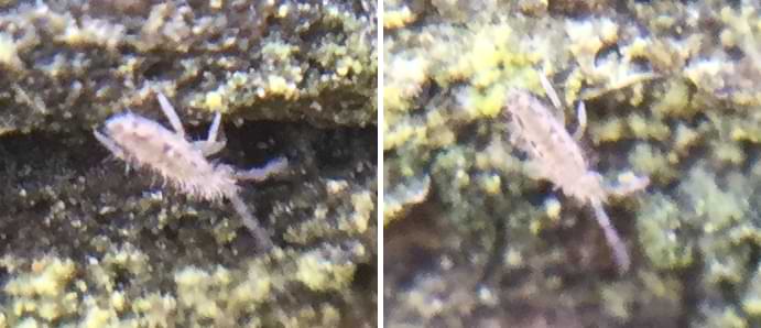 Two pictures of a light-grey springtail. Small triangle markings line the edges of its abdomen.