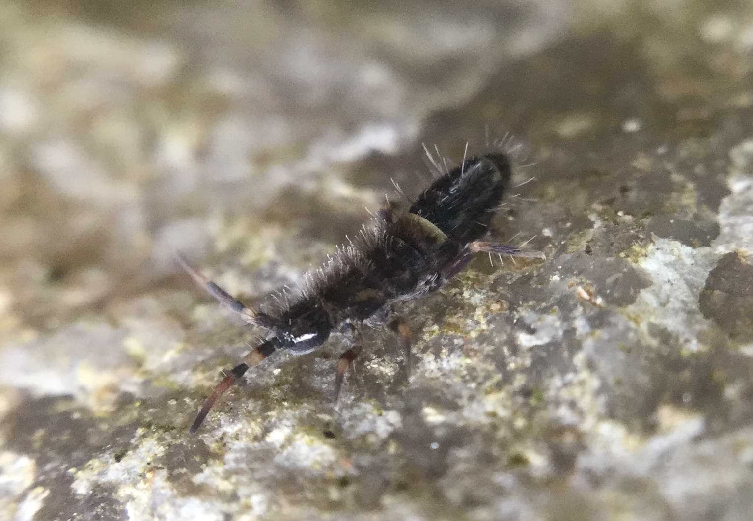 A close up image of a hairy black springtail. It has light-brown coloured bands running around its body and limbs.