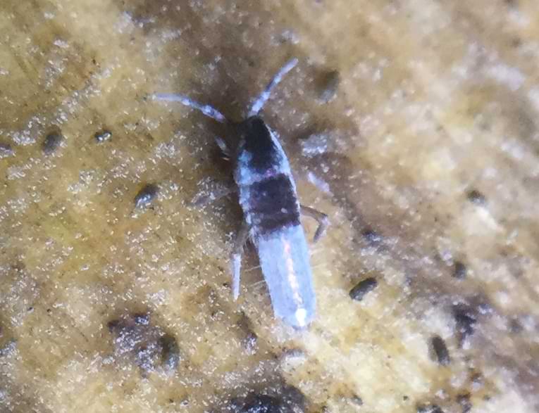 A small bug that might be a springtail. It has a blueish-white coloured body with rectangular patches of dark brown near its head.