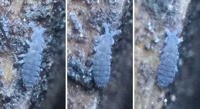 A delightfully chubby and bumpy looking springtail.
