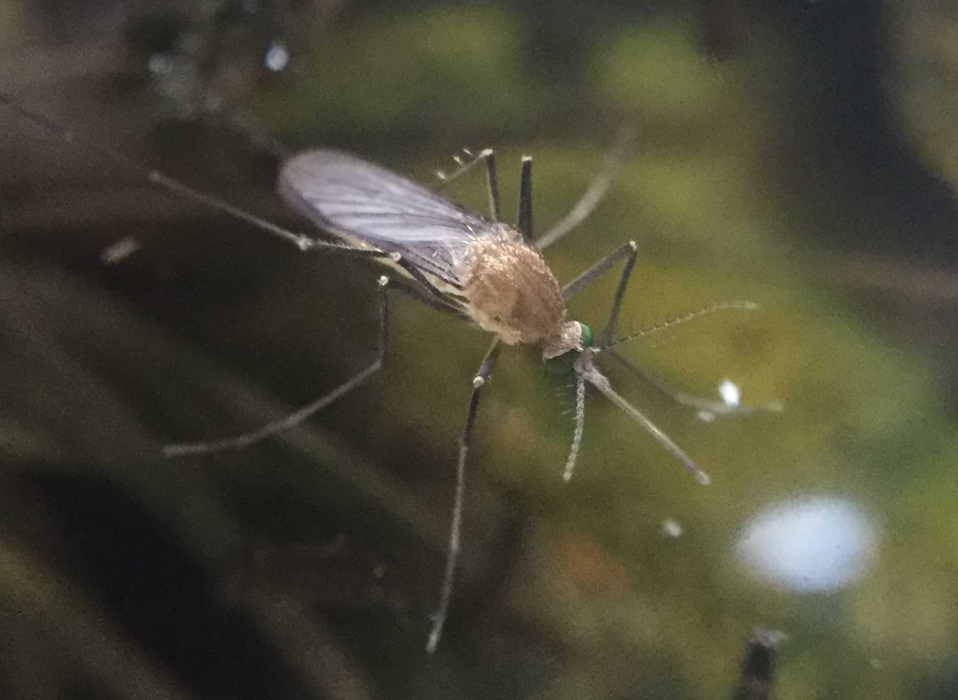 An adult mosquito resting on the surface of the water. It has feathery antennae and long bendy legs.
