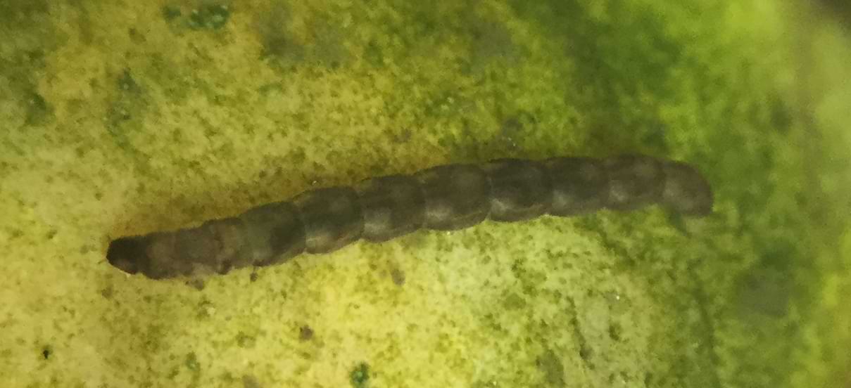 A darker and larger worm. There appears to be two small antennae at the end of its head.
