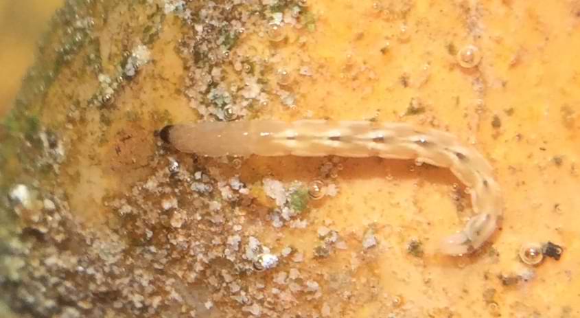 A pale-yellow worm with a dark head and a few white markings running up it's body.