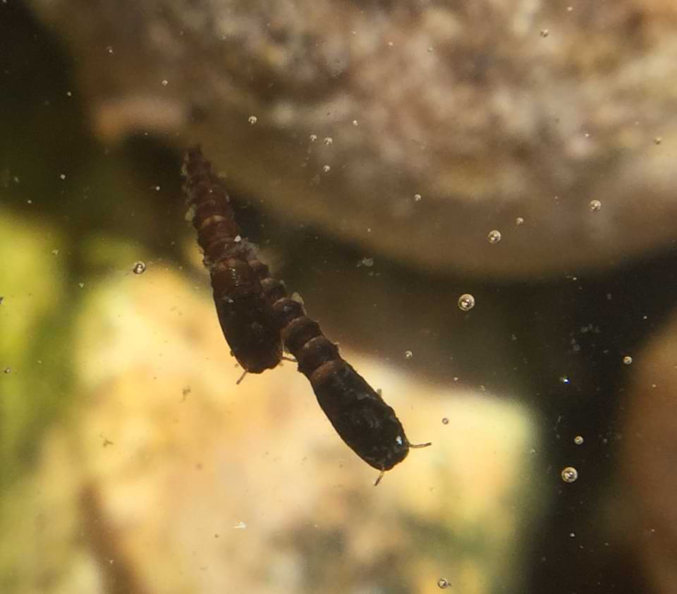Two black worms floating on the surface of the water.