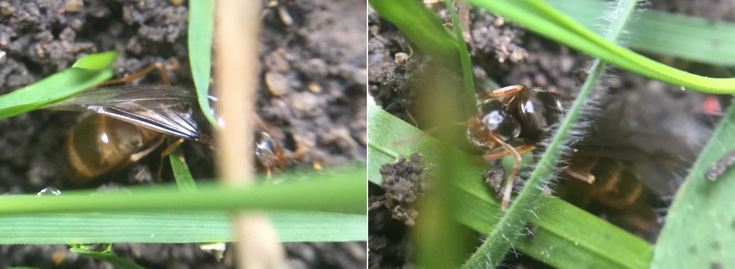 Two photos of a winged insect with a banded red abdomen. The photos are obscured by grass and don't give a clear view of the bug.