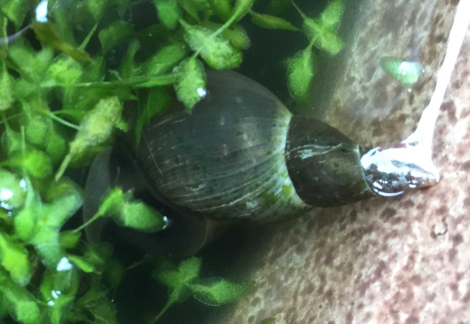 Photo of a snail's shell poking out of the water. The shell is light-grey in colour and is a long spiral shape.