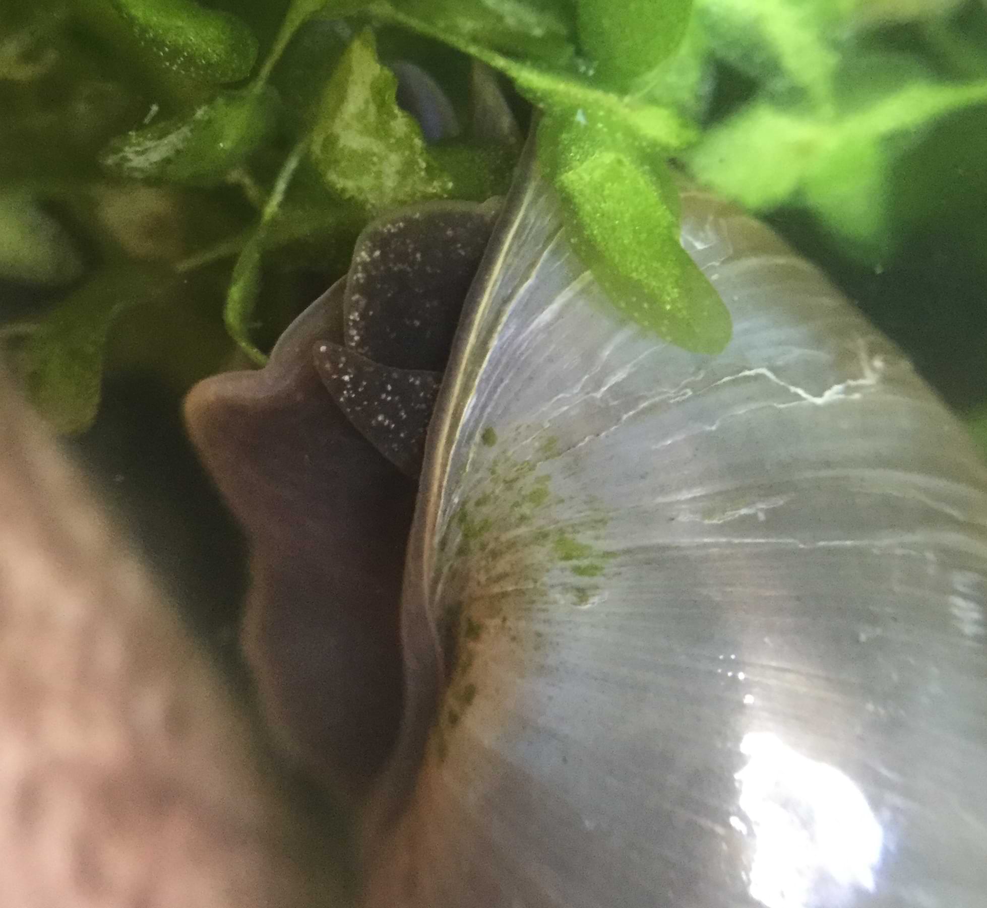 Close up of the same snail's body. It is mostly dark but with some bright speckles covering it.