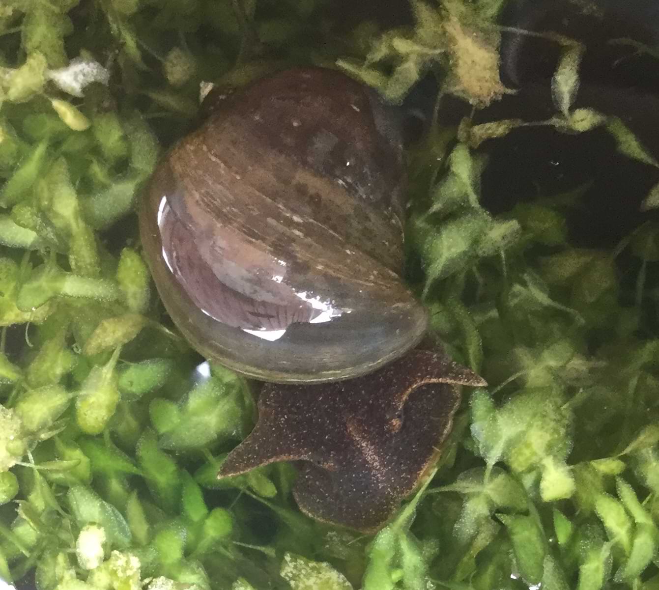 Another snail with a rounder shell that has a small blunt spiral at the end. These snails have two long tentacles at the top of their heads which vaguely look like bunny ears. At the base of these tentacles are two small dots which are the snail's eyes.