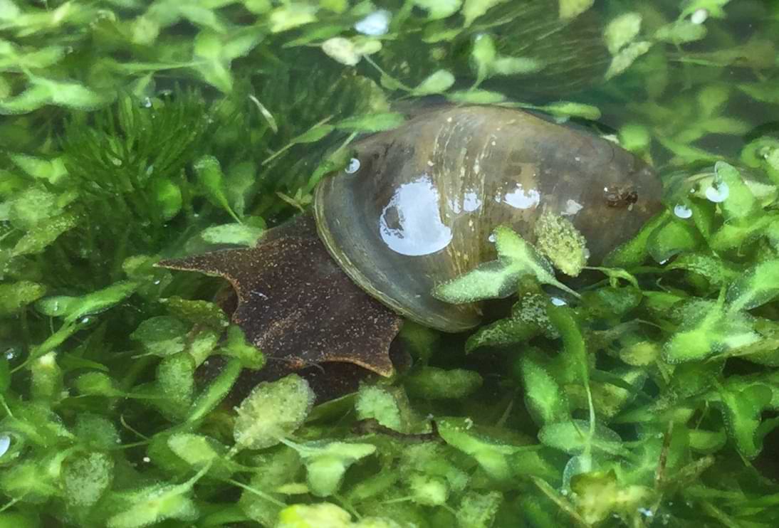 Image of Houdini grazing on the pond weeds near the surface of the water.