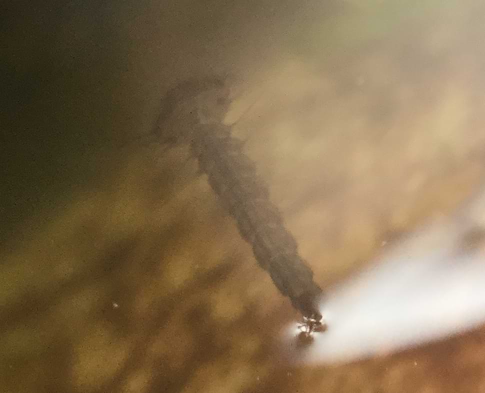 Murky image of a mosquito larvae. They are a small aquatic creatures with short round heads and abdomens, and long tail ends which are sparsely covered in thin spines.