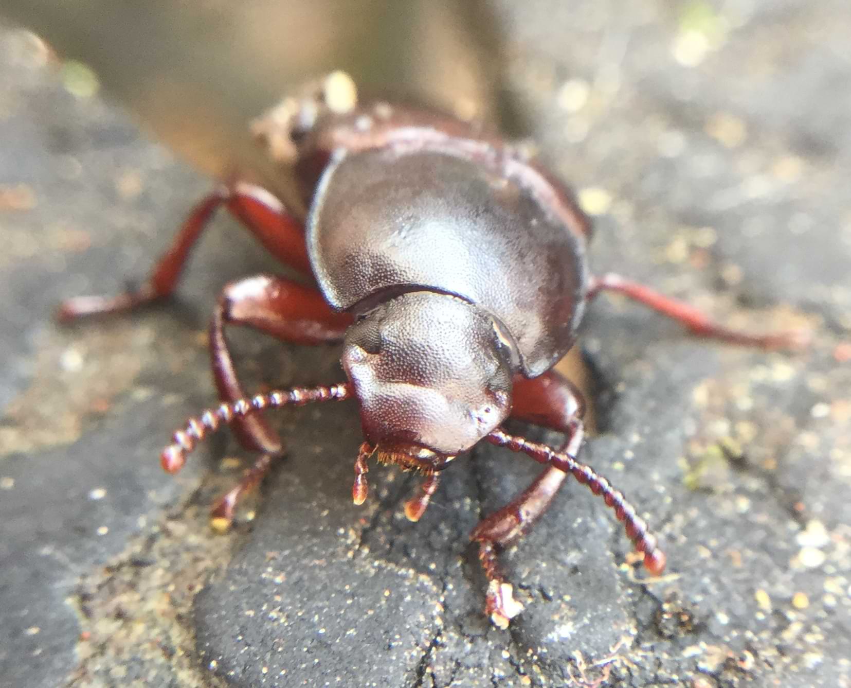 Macro photo of a beetle looking towards the camera.