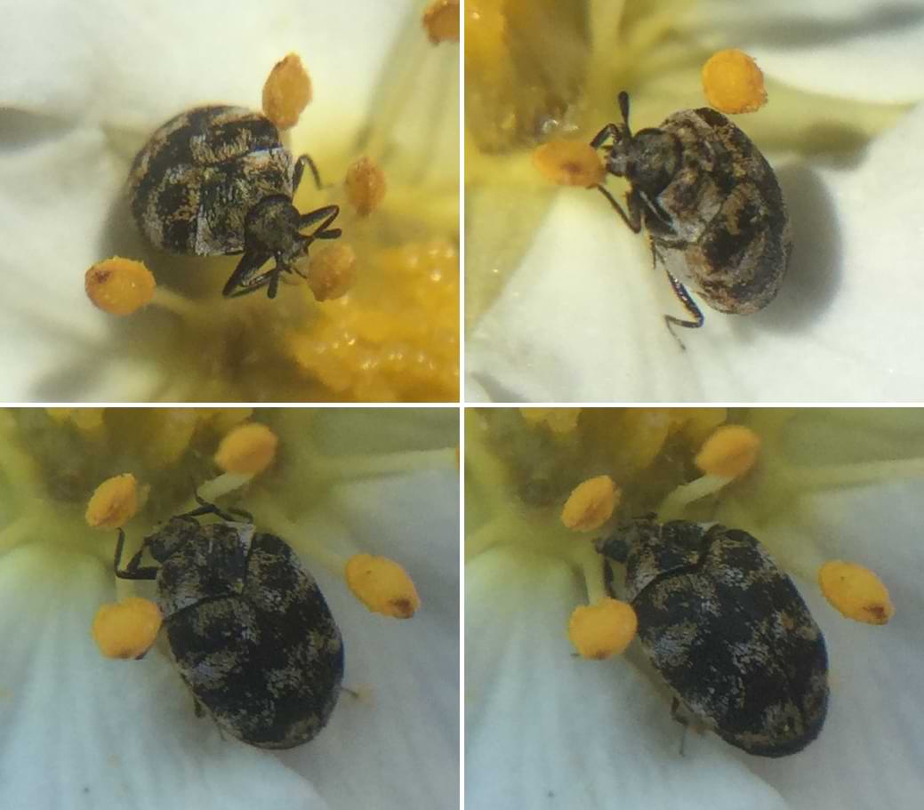 Four photos of a round beetle drinking nectar from a white flower. Its body is coloured with a mixture of black, brown, and light-brown markings.