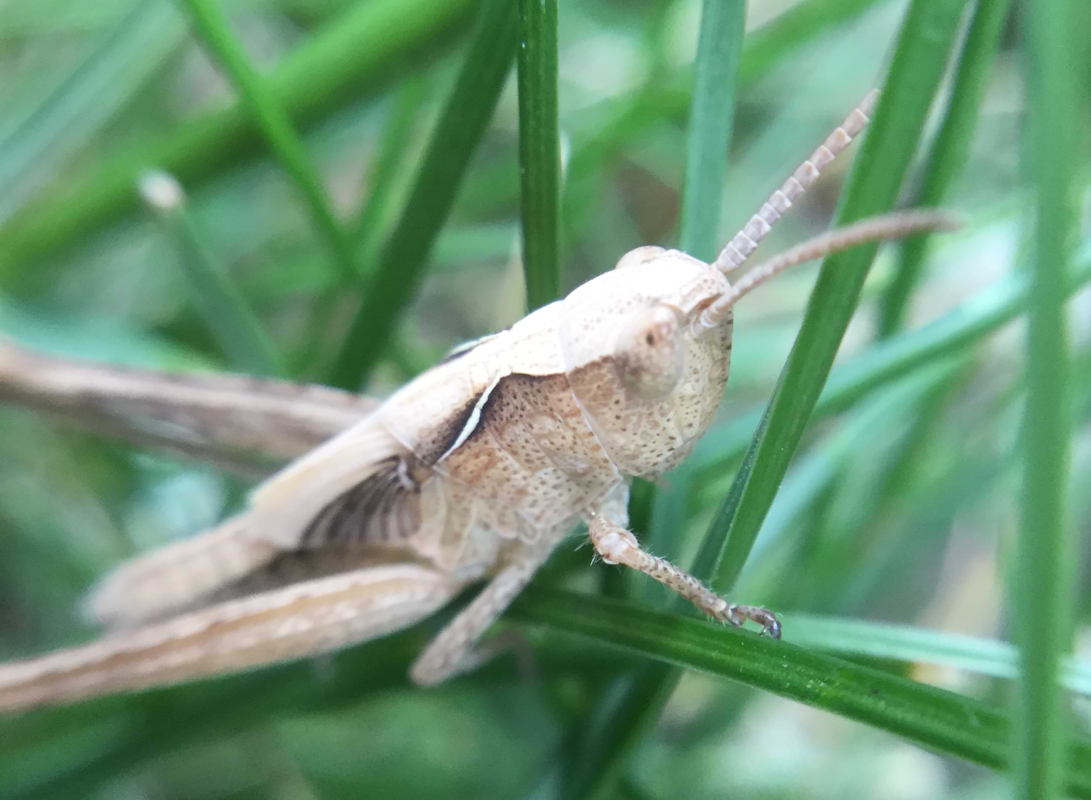 Macro photo of a pale grasshopper resting between some grass.