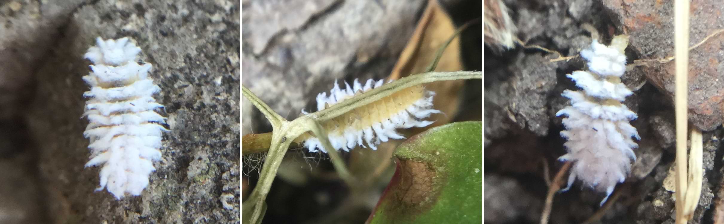 Three photos of a small beetle larvae crawling over rocks and plant stems. It is covered in a messy tangle of cream coloured tufts of wax.