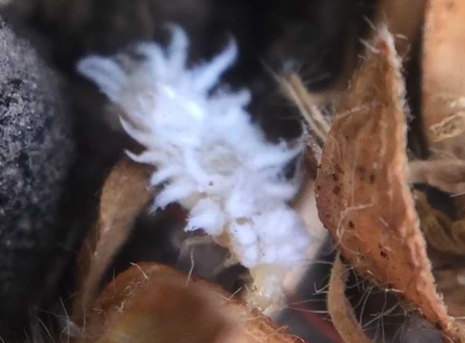 Another photo of the same larvae. On its head is a small dot and a small line next to it, which makes the larvae look extremely annoyed.