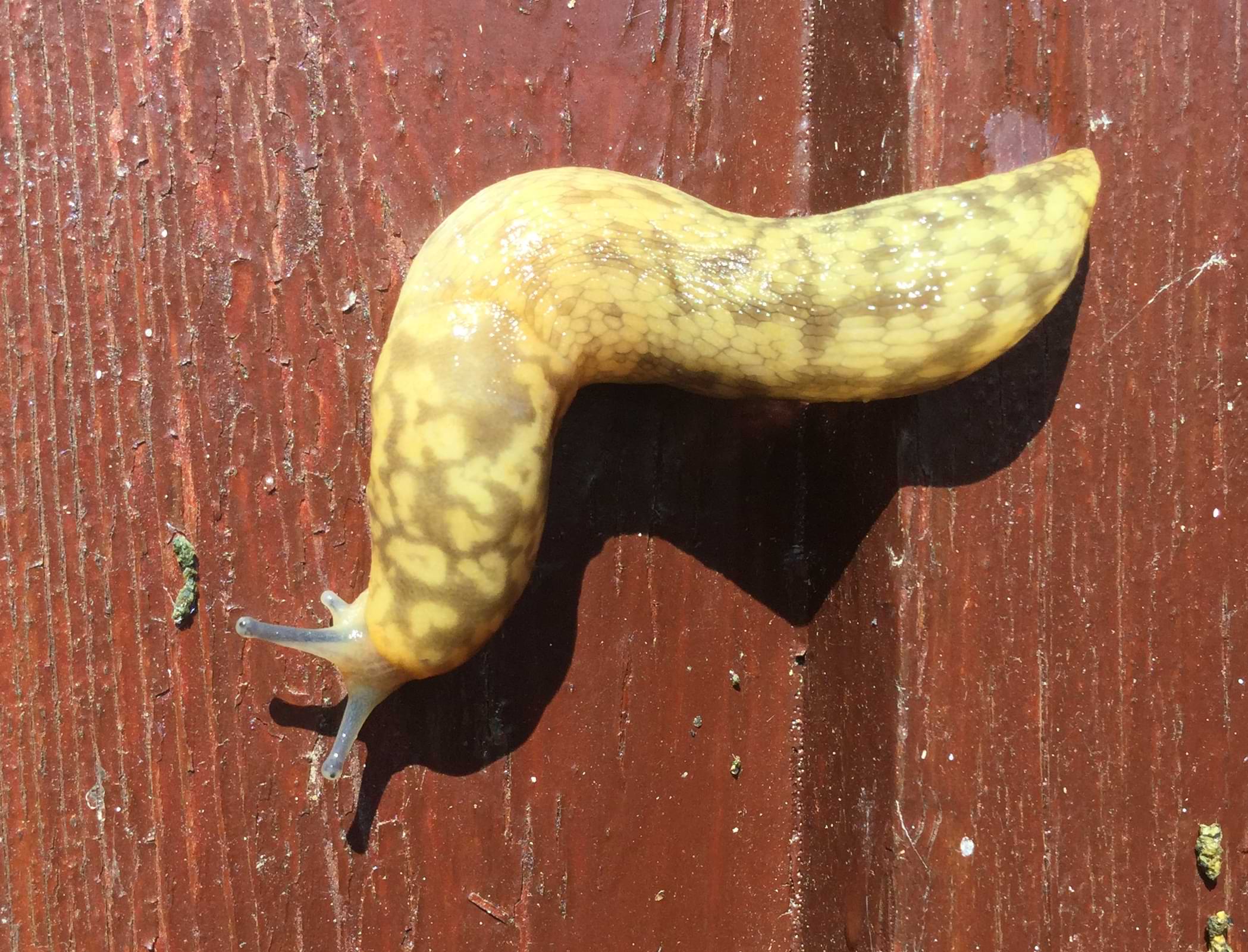 A large yellow slug with light-brown markings, and blue tentacles on its head. Its body is curled in a quaver shape.