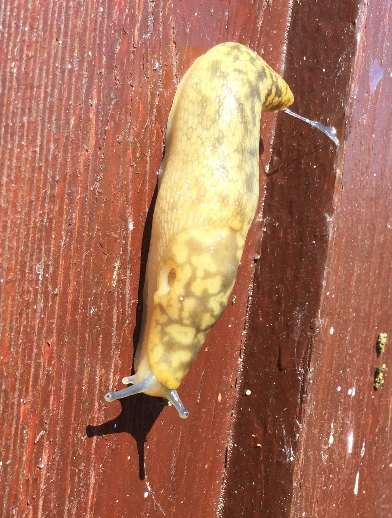 The same slug from a different angle. Visible here is a small round hole on the right side of the slug's body, which is where it breathes from. The slug has also left behind a string of thick clear mucus, that is still partially attached to its tail-end.