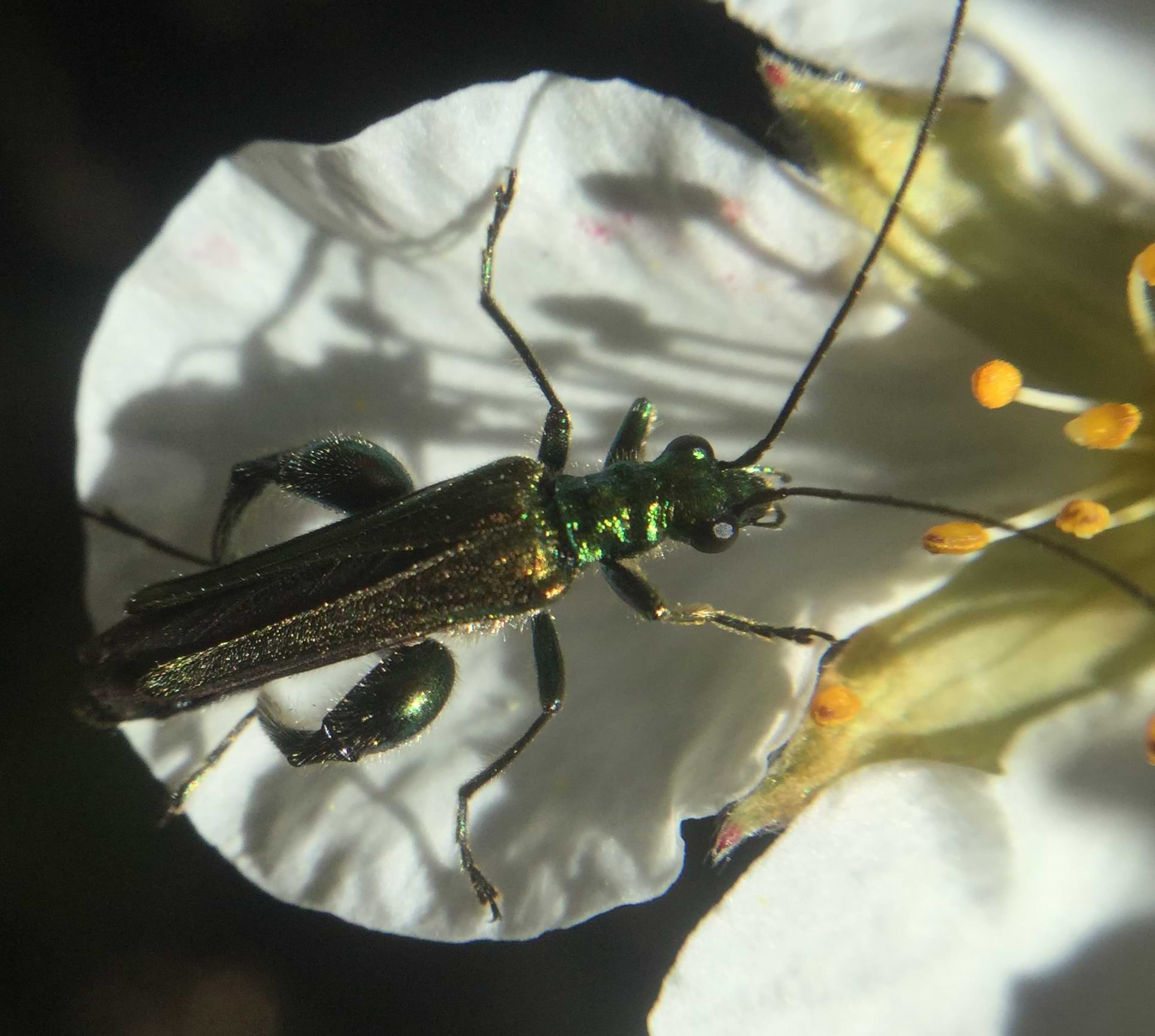 A long shiny green beetle resting on a white flower petal. The beetle's back legs are much thicker than the others.