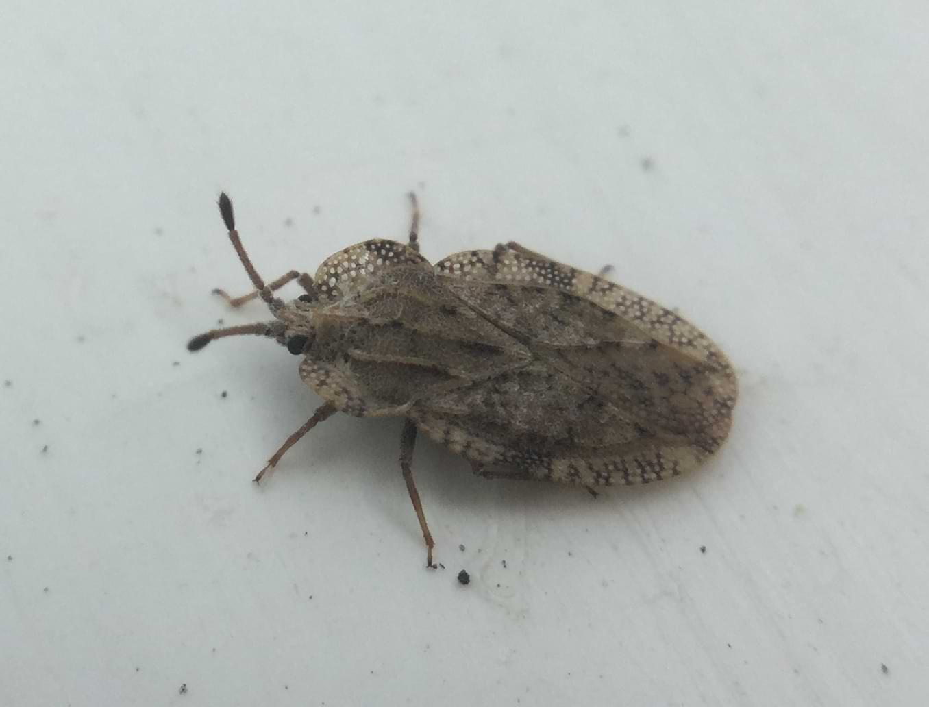 A small brown bug with thick antennae and two visible wings folded over each other. The outer edges of its body are covered in holes of various sizes, akin to a lattice.