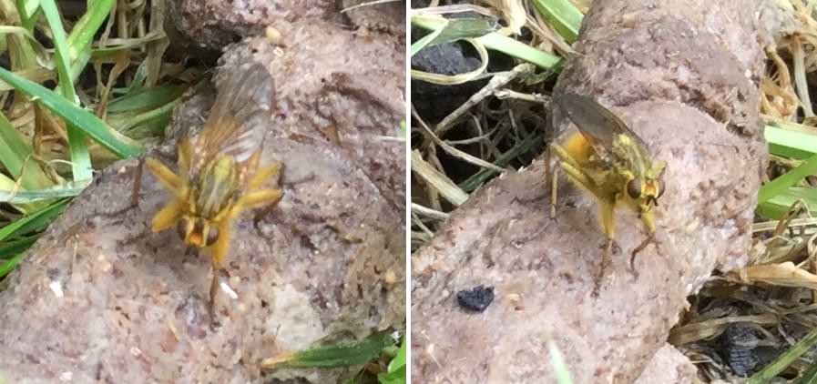 Two dung flies sitting on a cat turd which I don't want to describe because it's gross. The flies themselves are covered in bright yellow fur and have brown markings running down their thorax.