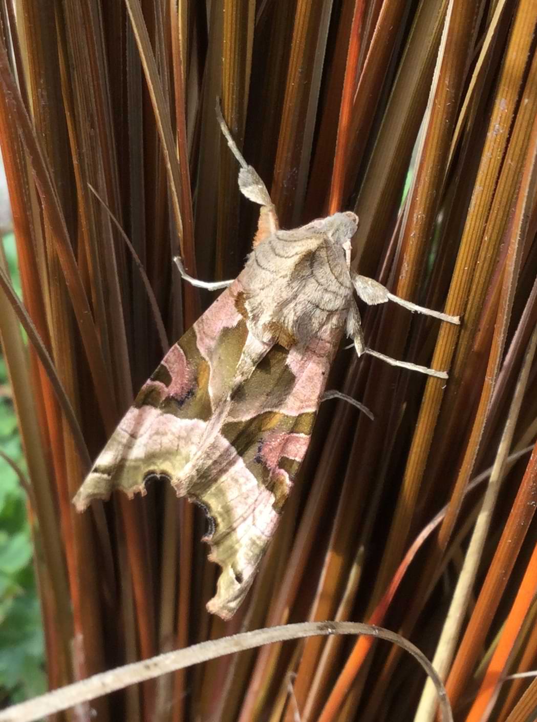 A moth with a variety of different patterns and colours across its wings. Some areas are light brown and resemble tree rings, whereas others are a deep brown colour in a triangular pattern.