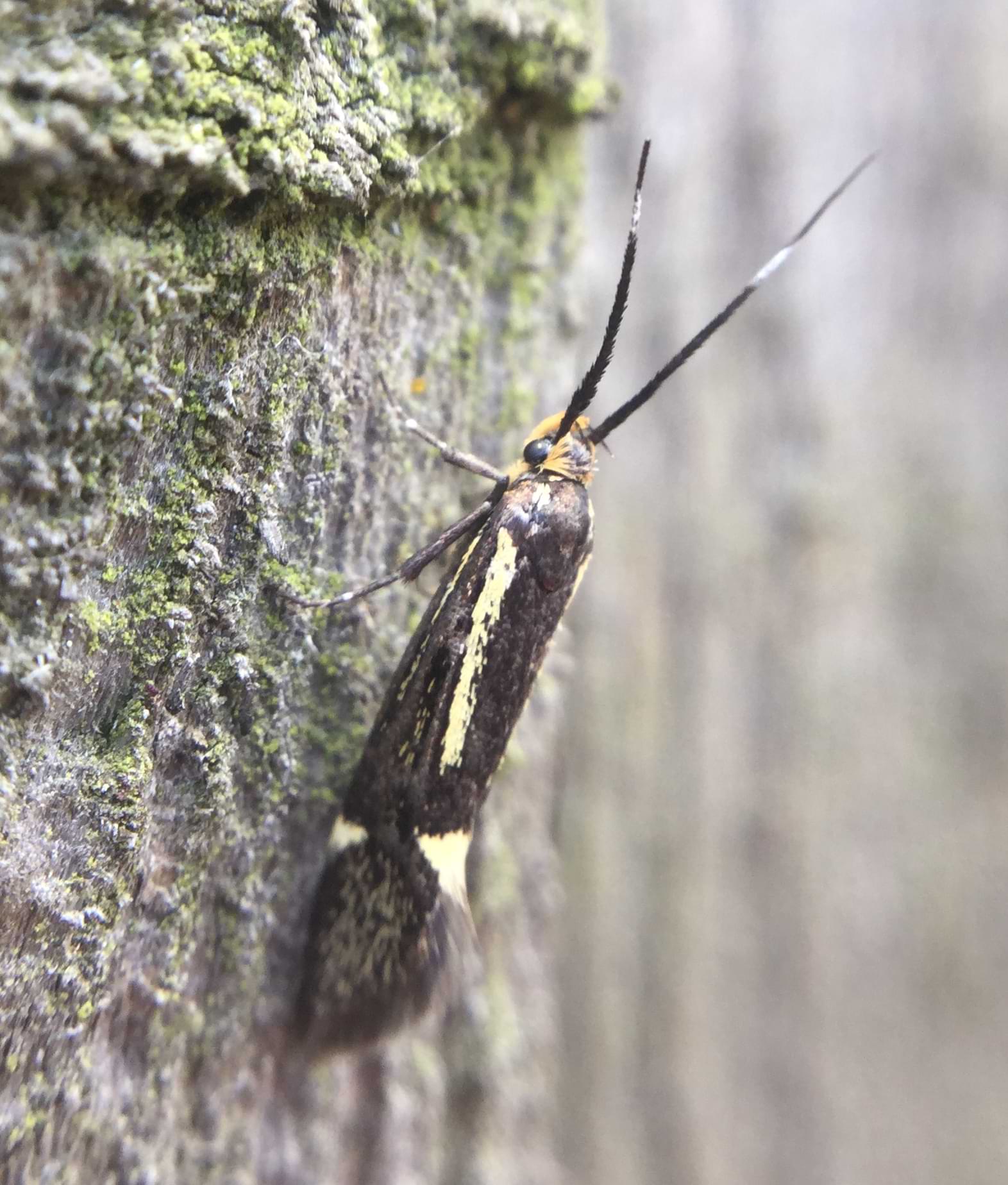 A small narrow moth with a fluffy orange face and light yellow lines patterning its black wings. Its feather-like antennae are mostly black but have a small patch of white near their tips.