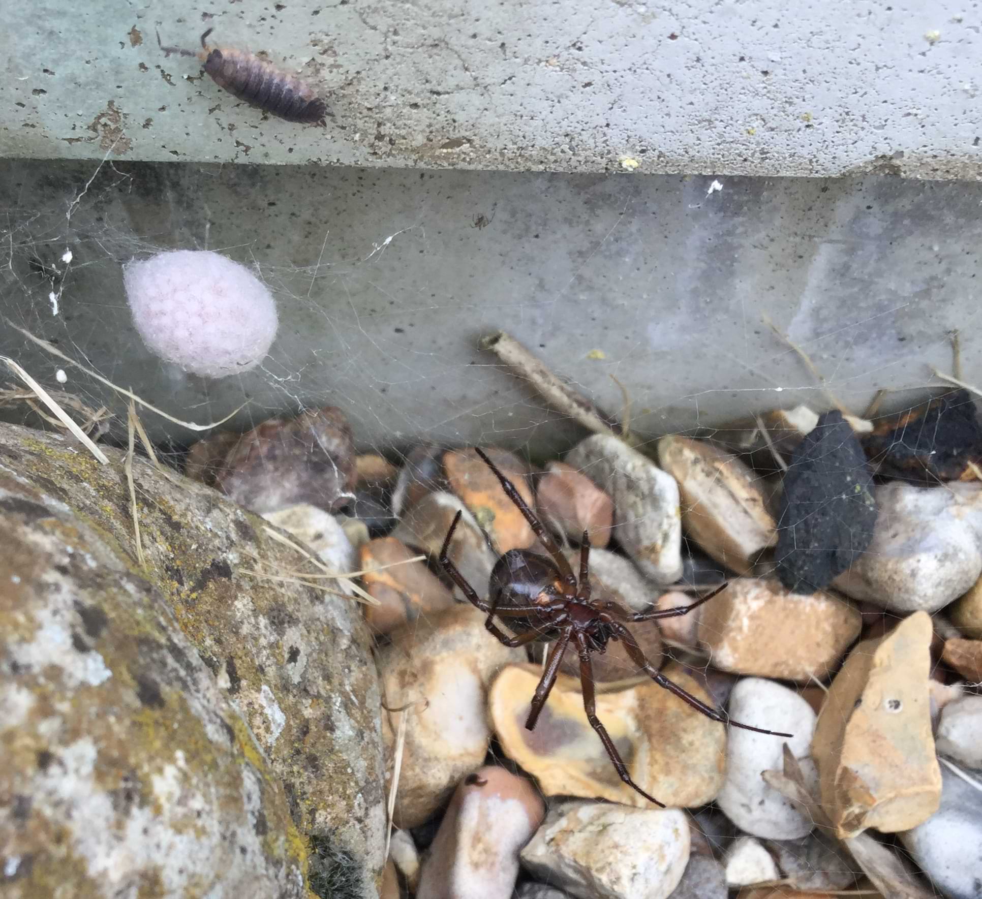 A redish black spider hanging on the underside of her web. Suspended on the left side of the web is a large sac of tiny white eggs. Also of note is a woodlouse crawling around by the web!