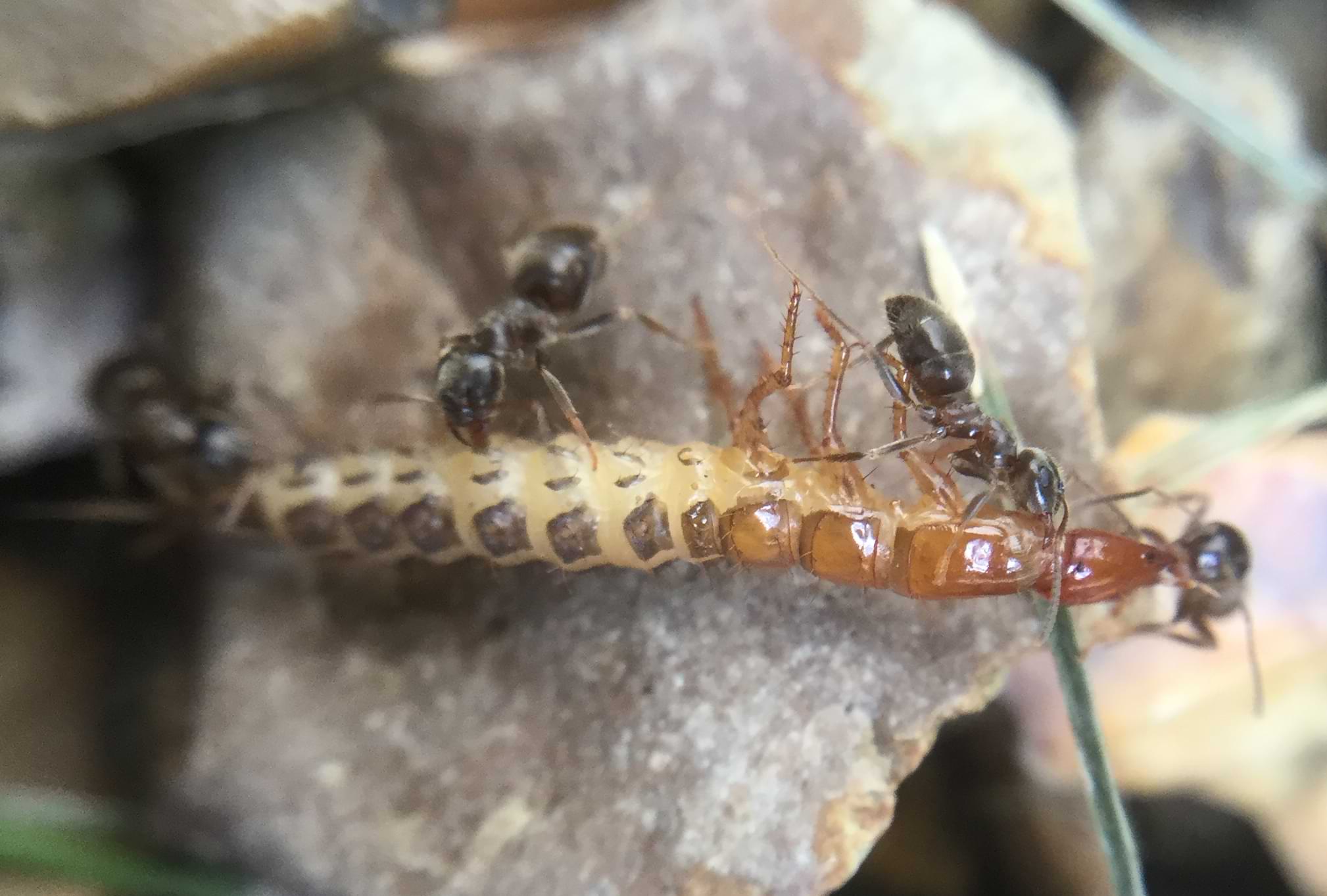 Four ants carrying an unknown bug over a rock. The unknown bug is long, has six legs, and is plated in light red chitin at the front of its body.