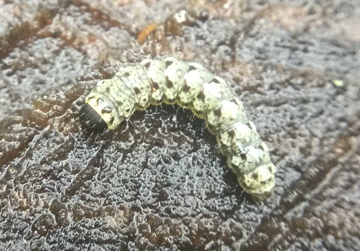A small pale-green caterpillar with a few dark markings on its body. Its head is black and has a rough leather-like texture.