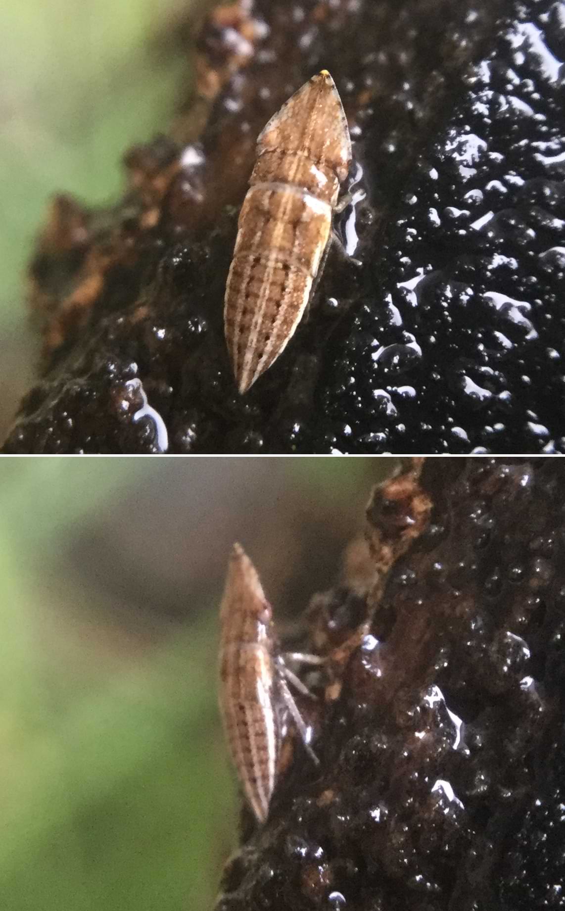 Two photos of a long angular bug on a very damp log. The second photo shows one of its eyes which look extremely silly.