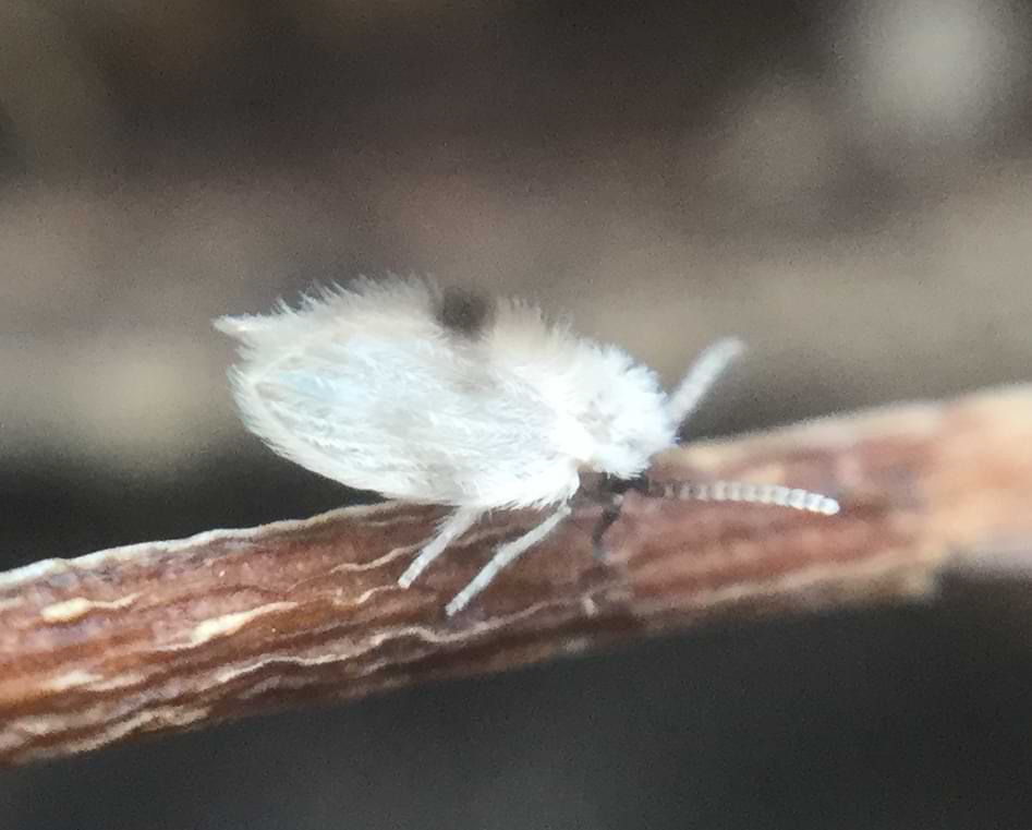 A small white fly with large wings covered in feather-like plumes.