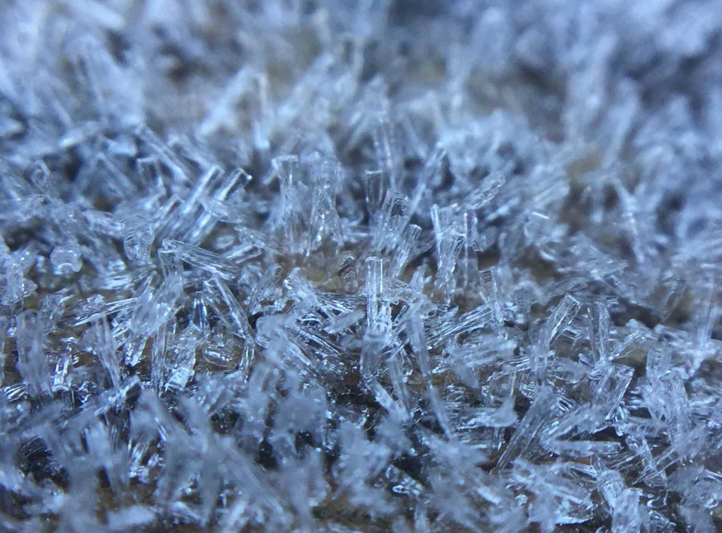 A macro photo of long thin ice crystals growing out of a log at various jagged angles.