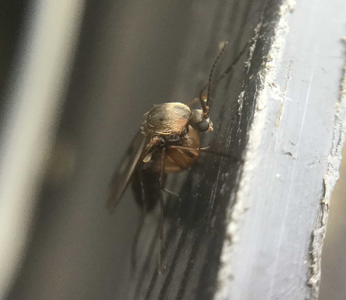 A brown fly with small round eyes like a button.