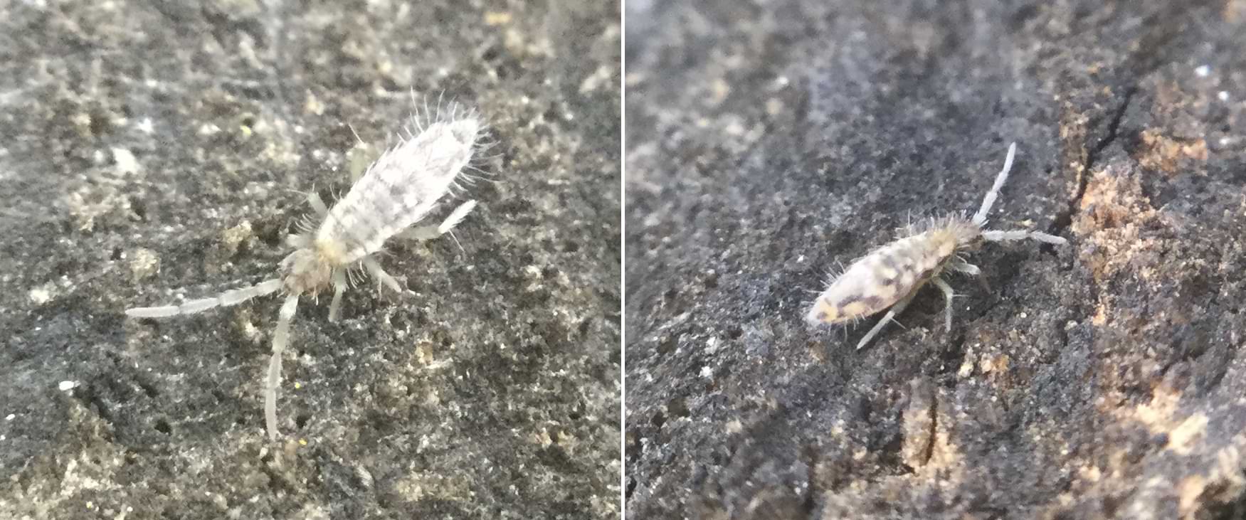 Two photos of springtails on resting on a log. Their body is pale in colour, but has subtle patches of light yellow, black, and brown.