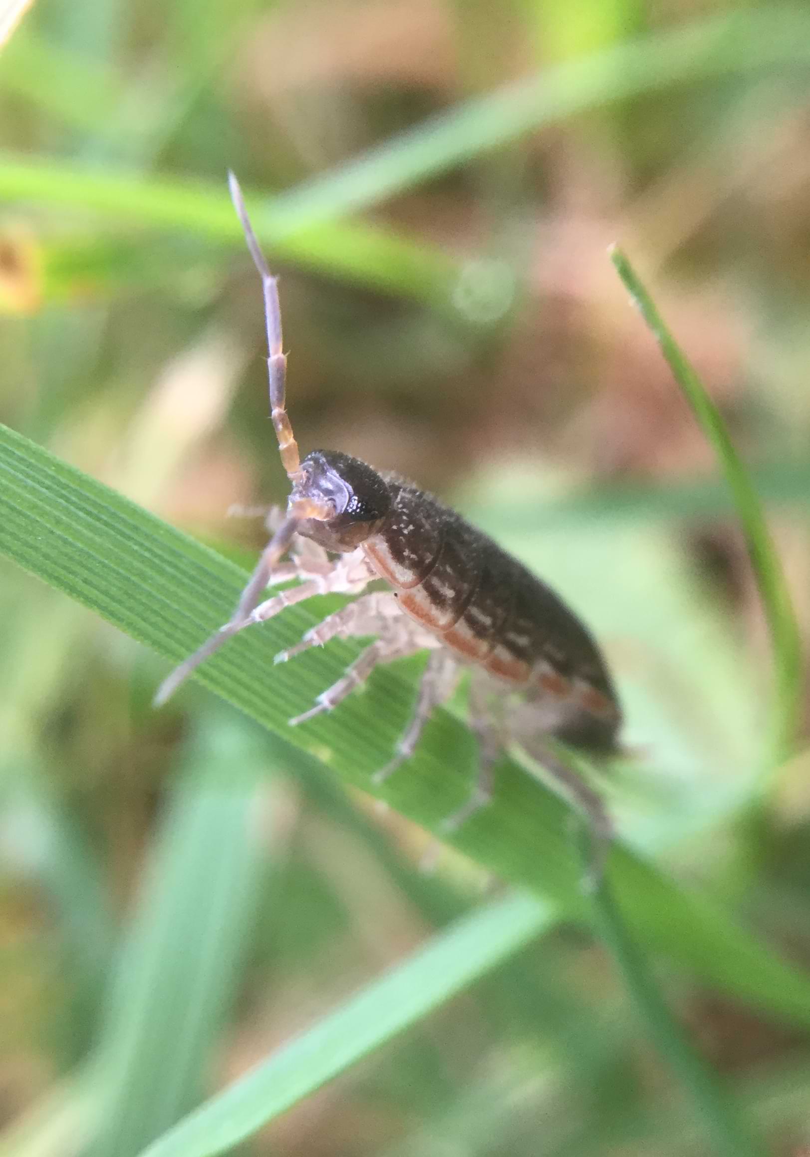 A dark brown isopod climbing a blade of grass, whilst whirling one antennae around in the air.