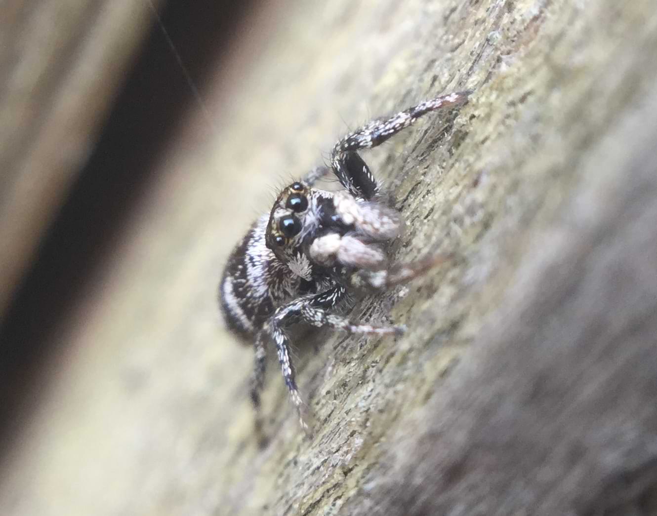 Photo of a black and white striped jumping spider with its face pointing to the camera.