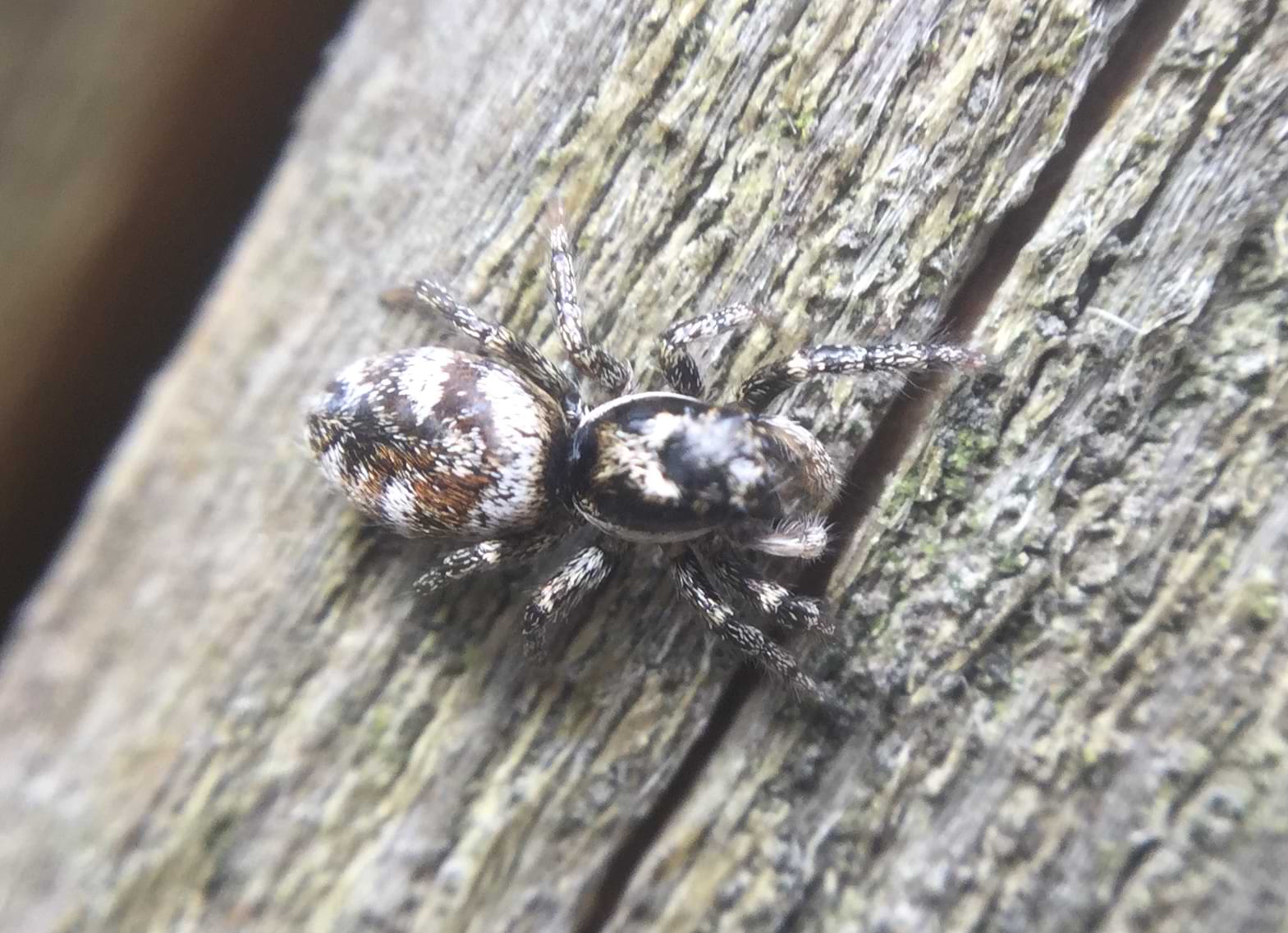 Top-down photo of the same spider. Its abdomen has small patches of orange and brown hairs mixed in with the black and white.