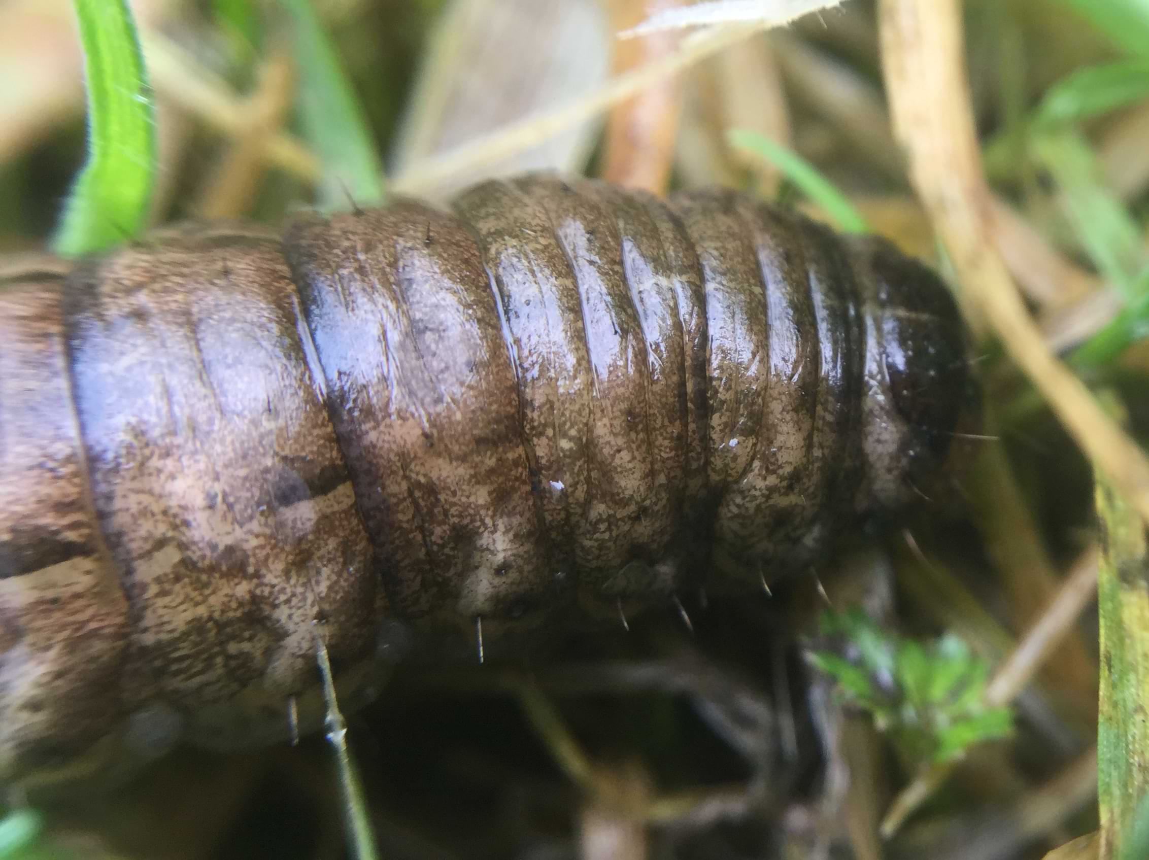 Close up of the previous catterpillar. Its skin is shiny and wrinkly.