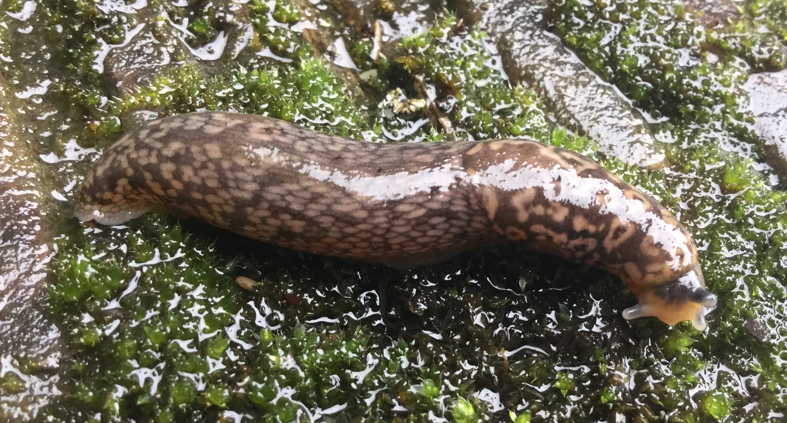 A long dark green slug with spotted markings all over its body.